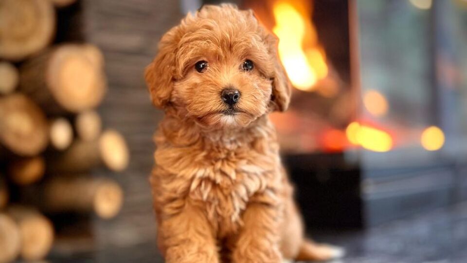 Köpeği boyayıp sattılar!