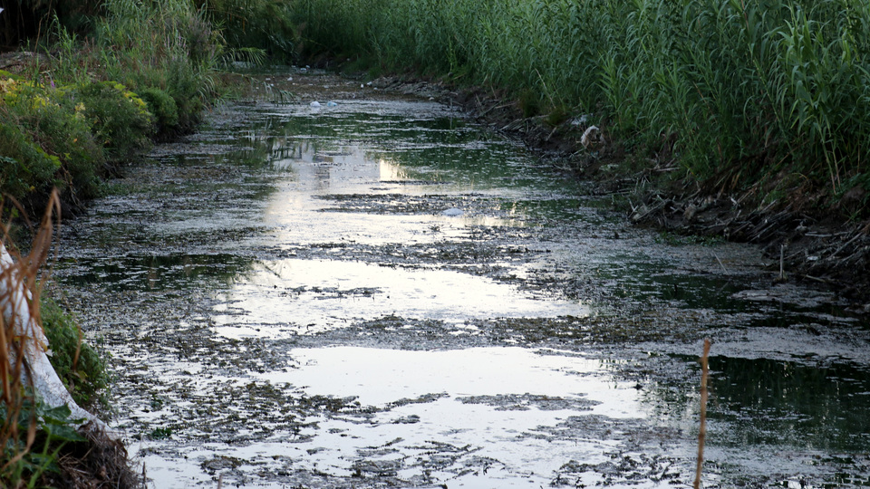 Düden kirlendi! Zehirli suyu mahsulü kuruttu