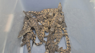 Yolcunun valizinden çıktı