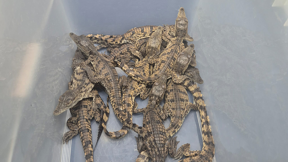 Yolcunun valizinden çıktı