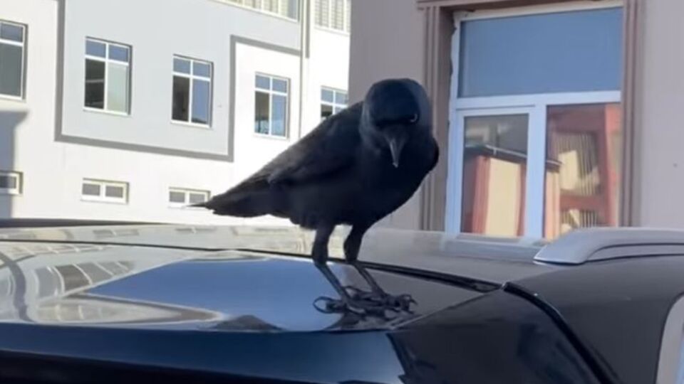 Kargayla gülümseten diyalog