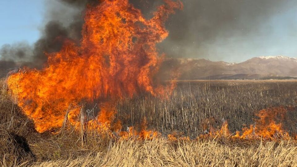 Yüksekova'da sazlıkta yangın