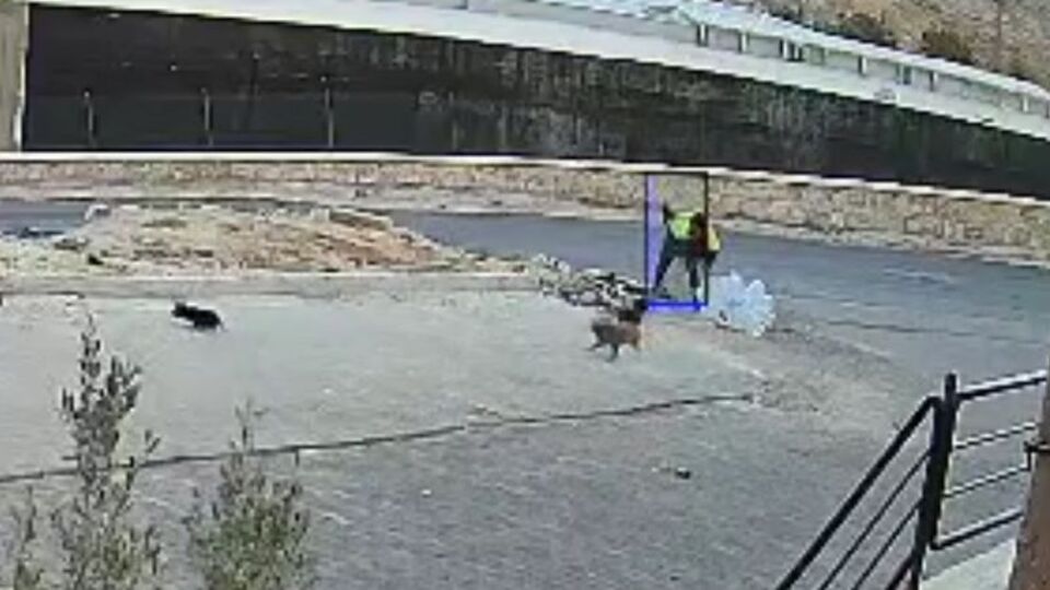 Yavru köpeği öldüren adam tutuklandı
