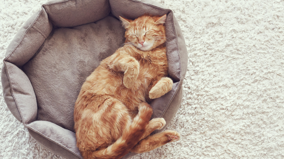 Hayvanlar da yaşlandıkça daha az sosyalleşiyor