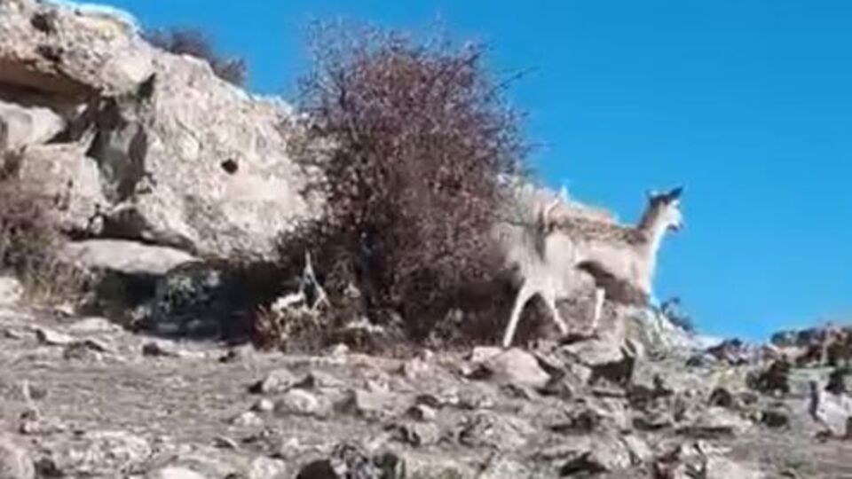 Mardin'de ceylan görüntülendi