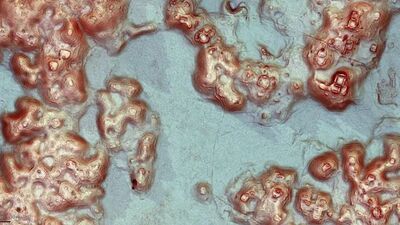 Ormanda kazara kayıp şehir bulundu!