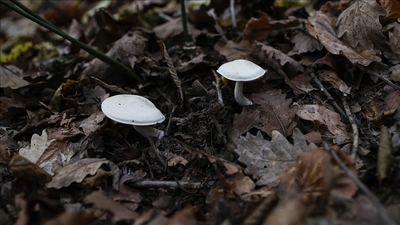 Mantar, bir aileyi hastanelik etti