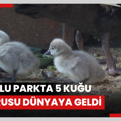 Kuğulu Parkta 5 kuğu yavrusu dünyaya geldi