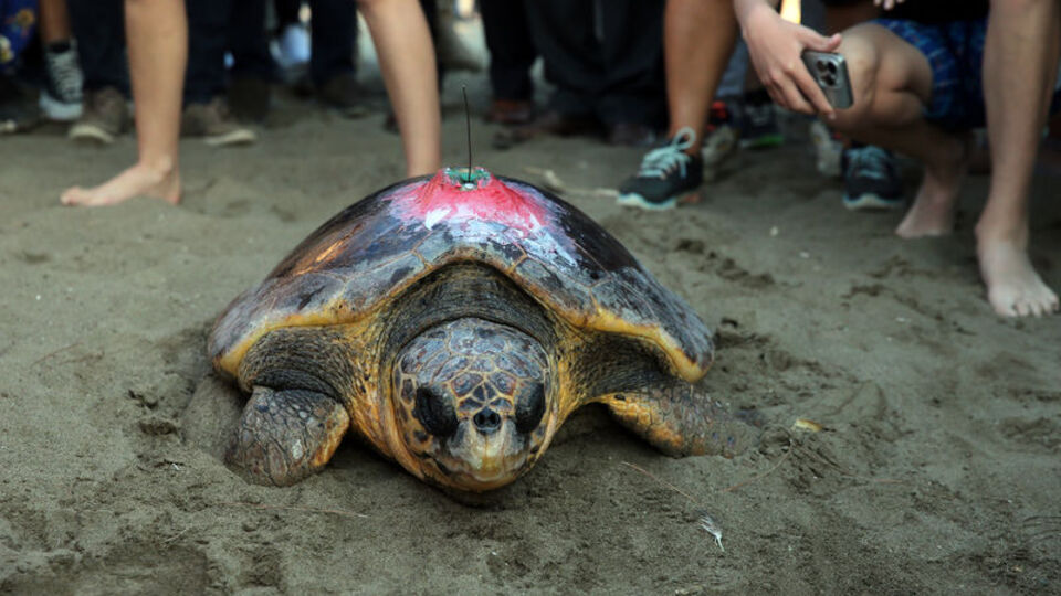 Tedavileri tamamlandı, mavi sulara bırakıldı