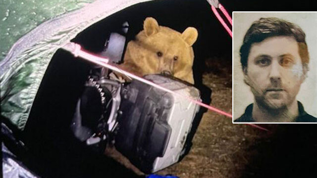 İngiliz turiste ayılar saldırdı!