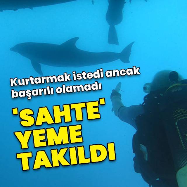 Kurtarmak istedi ama başarılı olamadı! 'Sahte' yeme takıldı