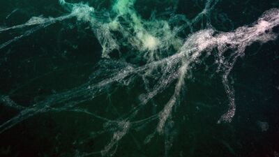 Müsilaj kâbusu "kirlilikle" geri döndü!