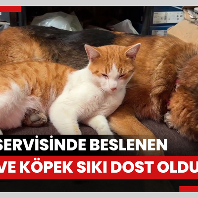 Oto servisinde beslenen kedi ve köpek sıkı dost oldu
