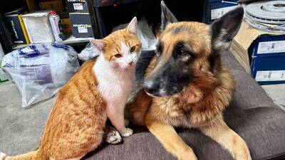 Kedi ve köpeğin sıkı dostluğu