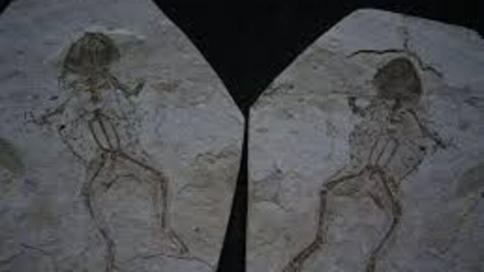 Daha eskisi keşfedilmedi! 161 milyon yıllık