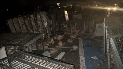 Bolu'da TIR devrildi, canlı tavuklar yola saçıldı