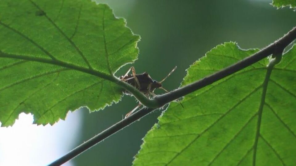 Kahverengi kokarca düşmanı "samuray arısı" çoğaltılacak
