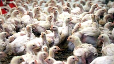 Konya'da kuş gribi tespit edildi! Bakanlıktan açıklama geldi