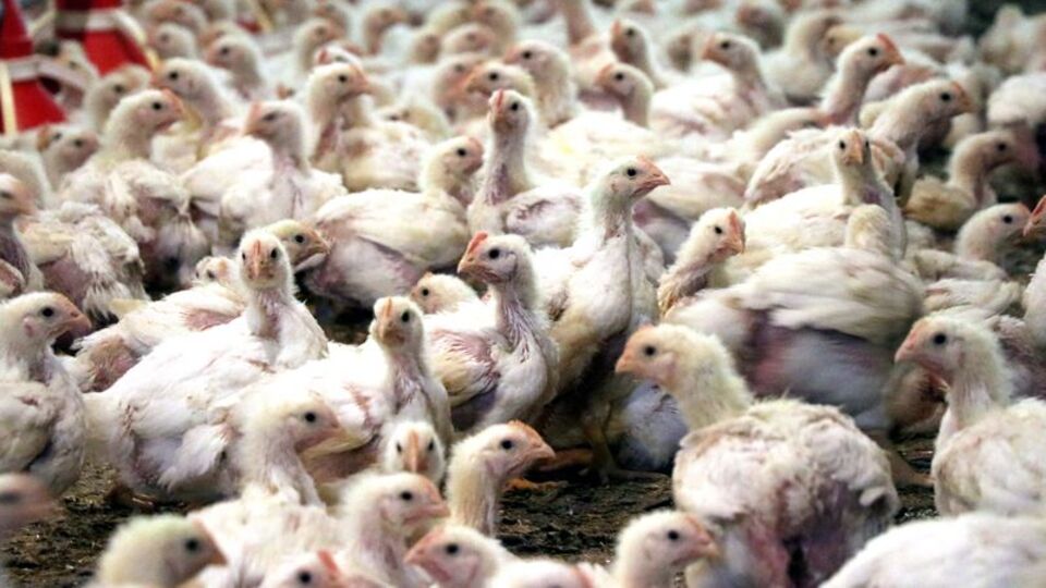 Konya'da kuş gribi tespit edildi! Bakanlıktan açıklama geldi