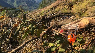 Kestiği ağacın altında kaldı