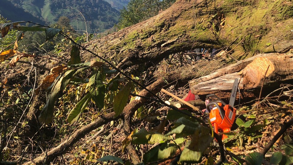 Kestiği ağacın altında kaldı