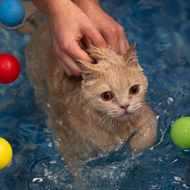Obez kedi Ekmek, Şiraz'ın yolunda ilerliyor