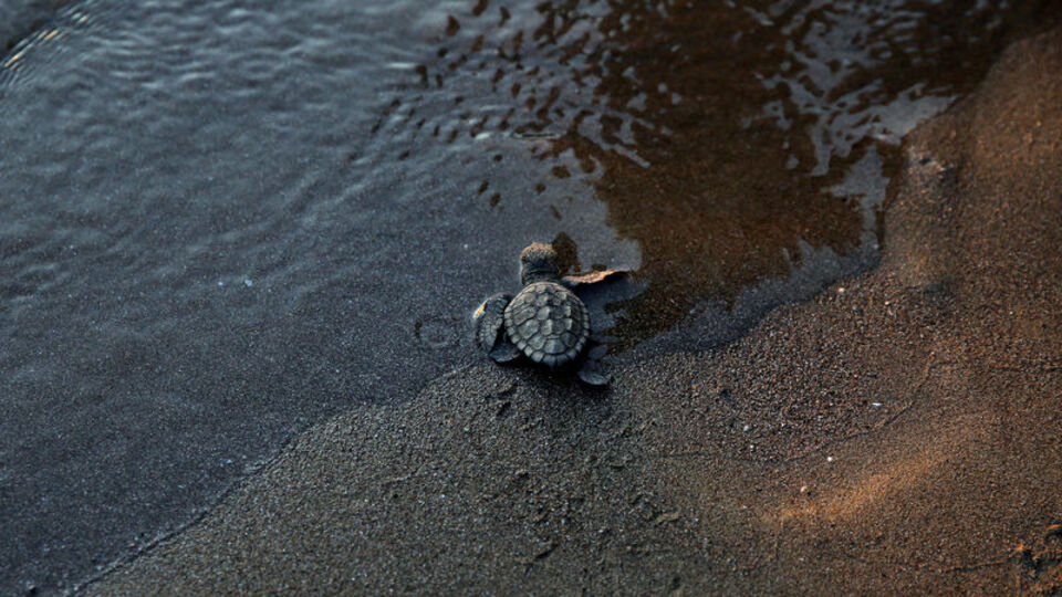 Küresel ısınmadan etkilendiler! Yüzde 90'ı dişi çıktı
