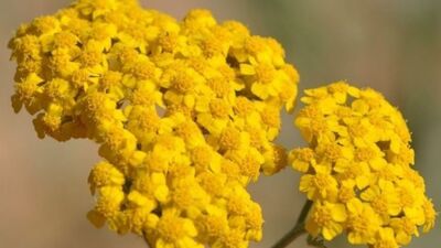 Civan Perçemi Otunun Mucizevi Faydaları