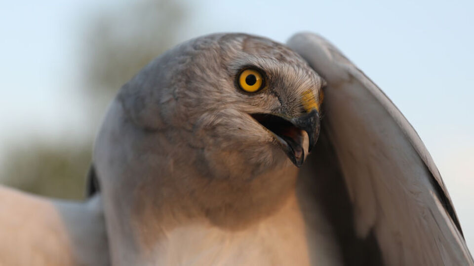 Uydudan izlenen bozkır delicesi sayısında Iğdır ilk sırada