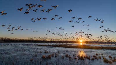 Kuşlar göç edecekleri yönü nasıl buluyor?