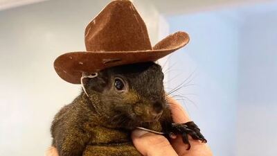 Bir 'sincap' ABD Başkanlık Seçimi'ni değiştirir mi?