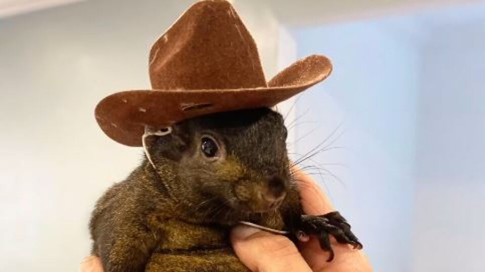 Bir 'sincap' ABD Başkanlık Seçimi'ni değiştirir mi?