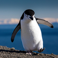 Penguenler hakkında şaşırtıcı bilgiler