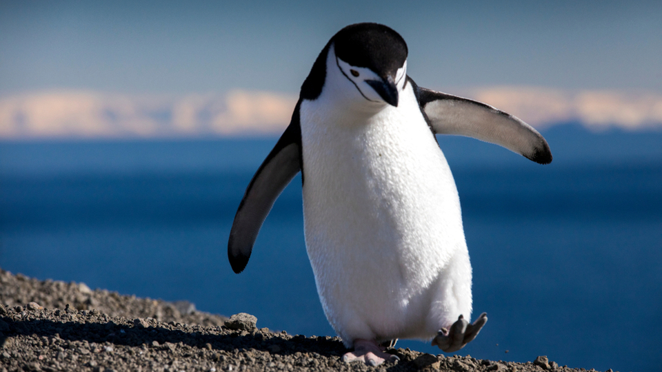 Penguenler hakkında şaşırtıcı bilgiler