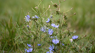 Hindiba nedir, ne işe yarar?