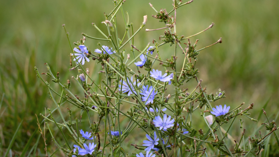 Hindiba nedir, ne işe yarar?