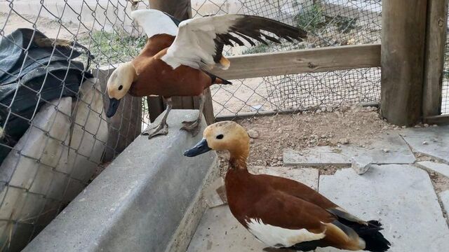 Kırşehir'de 5 "angut" kuşuna el konuldu