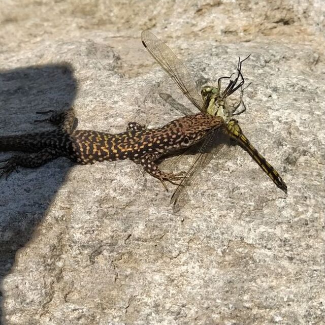 Onlarca yırtıcı ve sürüngene ev sahipliği yapan yer!