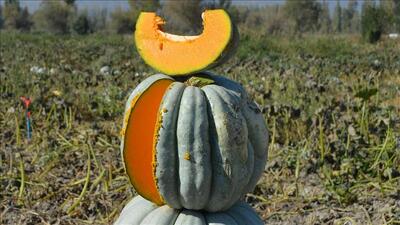 Kabağın faydaları nelerdir?