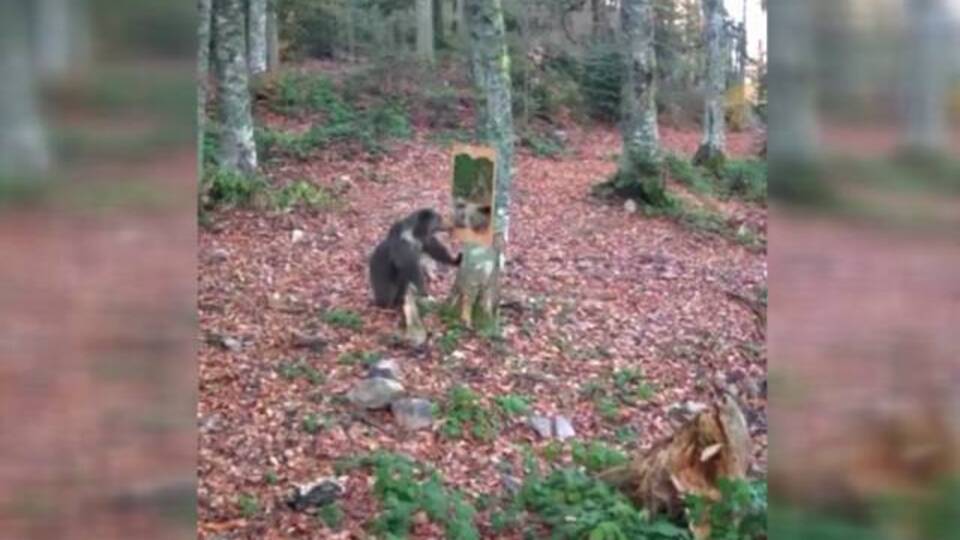 Ayının ayna ile imtihanı fotokapana yansıdı