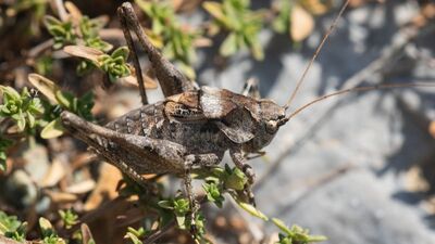 'Anadolua' cinsi çekirgenin iki yeni türü keşfedildi