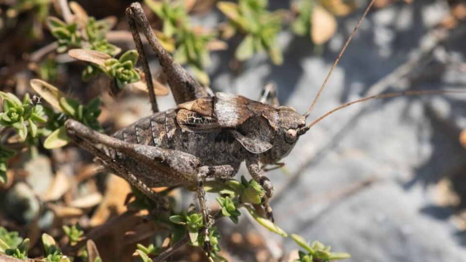'Anadolua' cinsi çekirgenin iki yeni türü keşfedildi