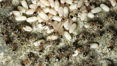 Karınca yumurtası yağı nedir