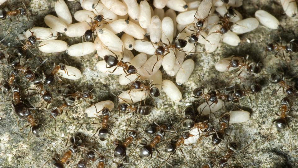 Karınca yumurtası yağı nedir