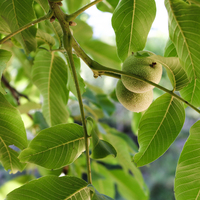 Ceviz yaprağının inanılmaz faydaları