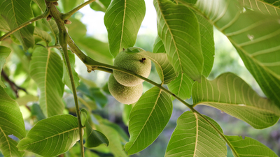 Ceviz yaprağının inanılmaz faydaları