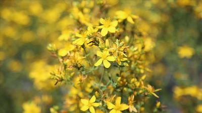 Kantaron otu ne işe yarar?