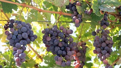 Kara (siyah) üzümün faydaları neler?