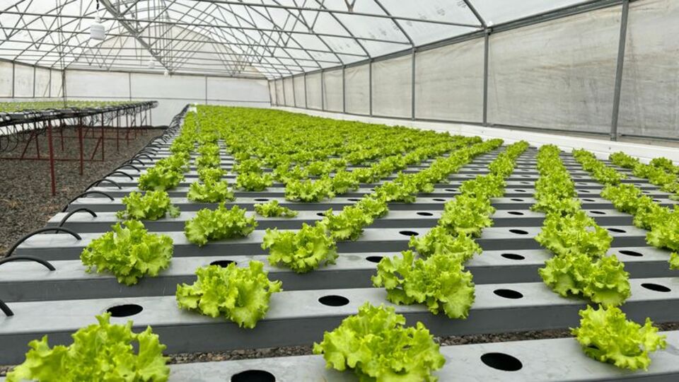 Salıpazarı Belediyesi'nden topraksız tarım