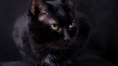 Kedilerin gözleri karanlıkta neden parlar?